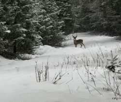Montana Whitetail Buck