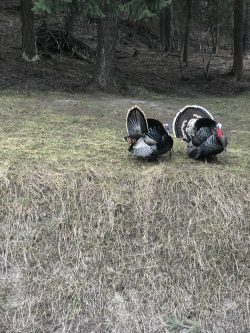 Montana Turkeys