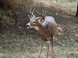 Montana Whitetail Buck